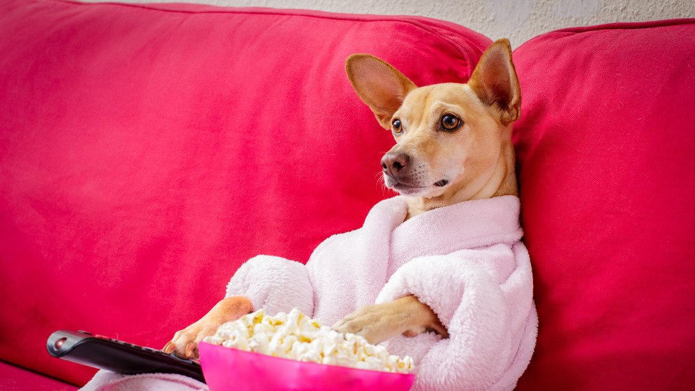 Dog sitting on couch eating popcorn