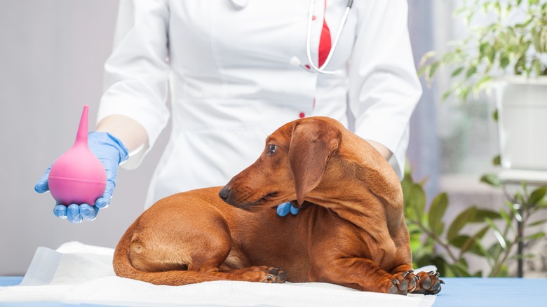 dog looks at tool used for enema 