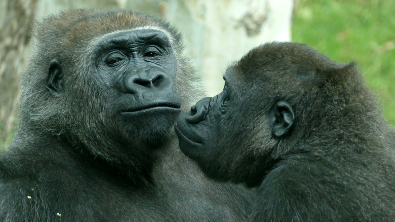 gorillas smelling mates