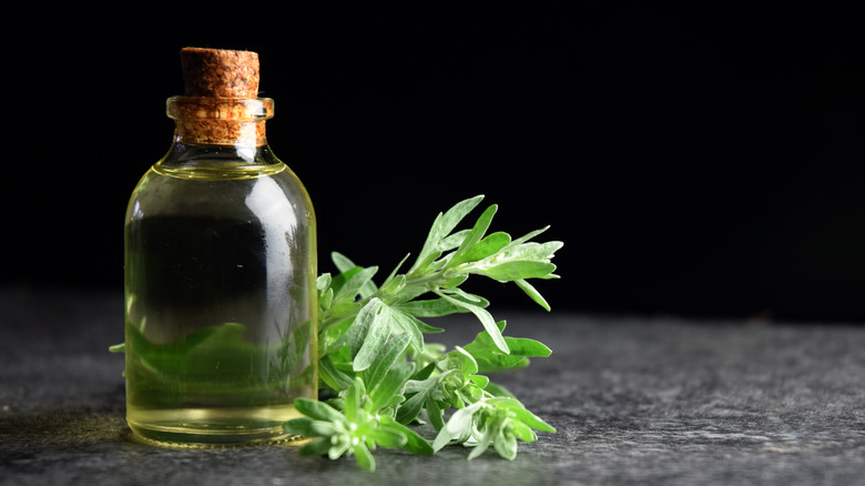 wormwood oil next to the wormwood herb 