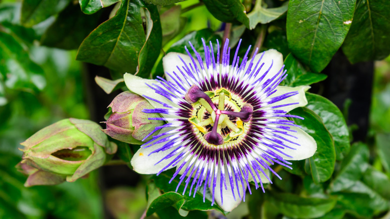 a passionflower 