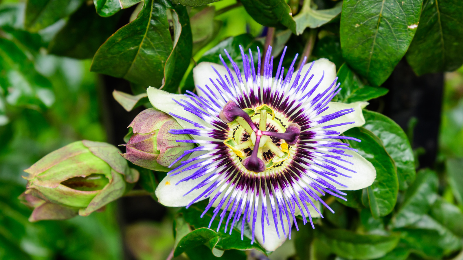 What Are The Health Benefits Of Passionflower?