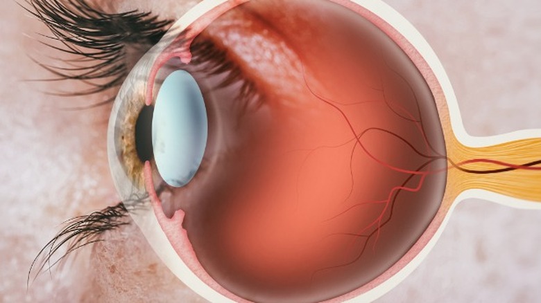 human eye