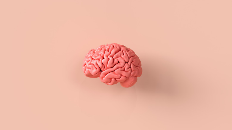 model of a human brain 