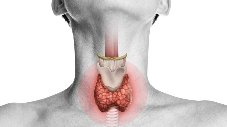 neck with thyroid gland illustration