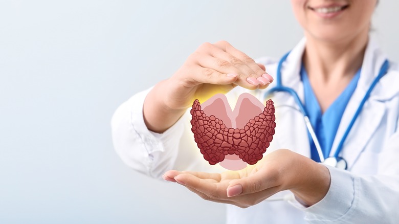 doctor displaying thyroid gland model