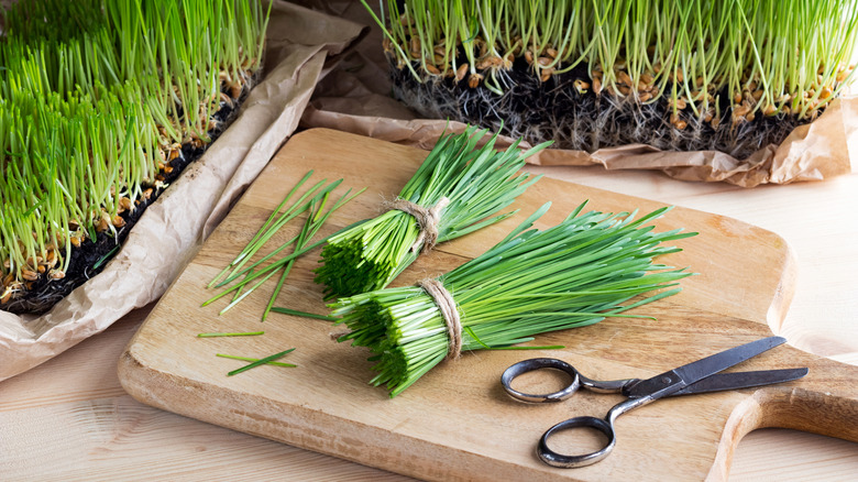 wheatgrass clippings