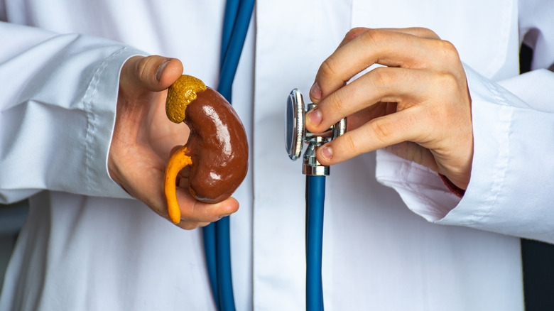 doctor holding model of a kidney 