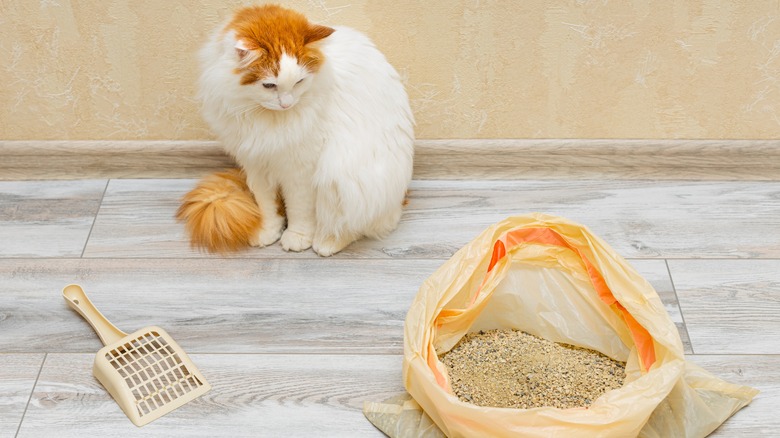 Cat looking at bag of litter