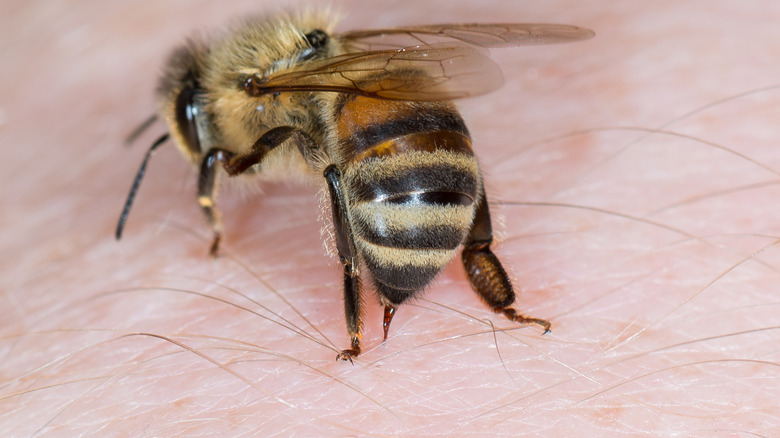 Bee on skin