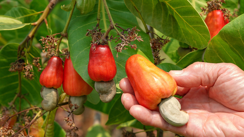 man holding a cashew apple