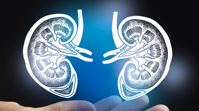 kidneys image over hand