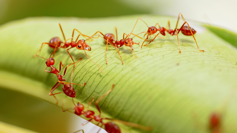 Fire ants on a leaf
