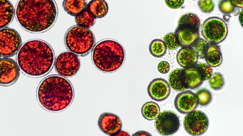 Red and green cells 