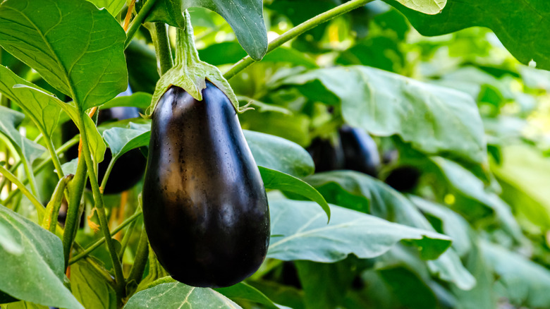 An eggplant hanging from a plant