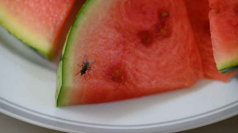 A house fly sitting on a slice of watermelon