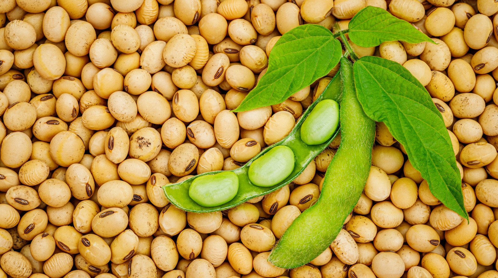 Considering Soy What is soya and is it safe and healthy?