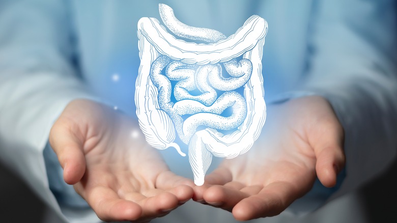 Image of digestive system in hands