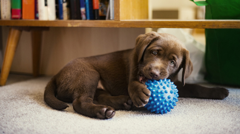 cute puppy chewing a ball