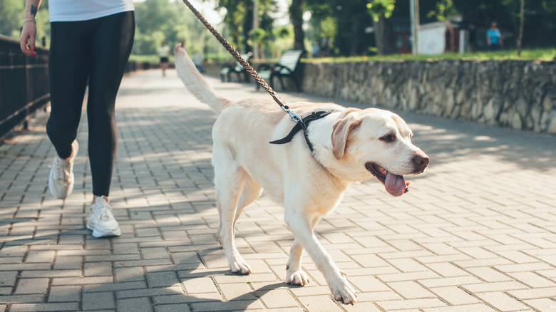 A person walks their dog on a sunny day