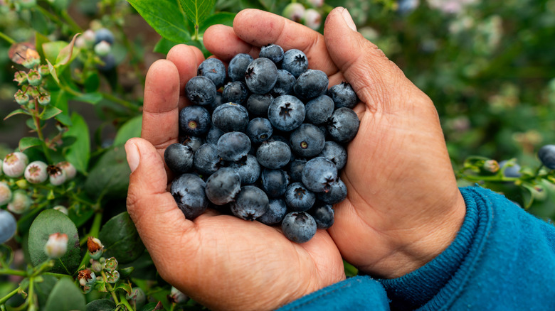 Cupped hands full of blueberries