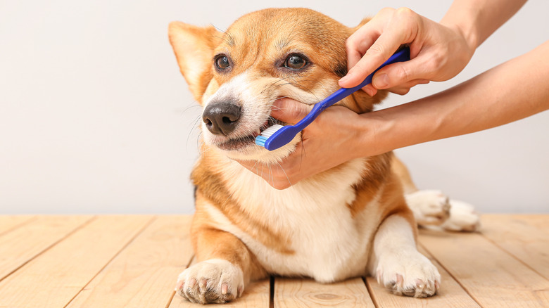 Cute dog getting its teeth brushed