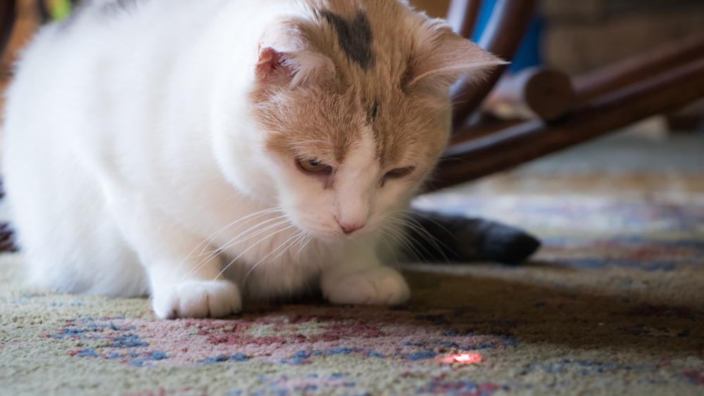 Laser pointer 