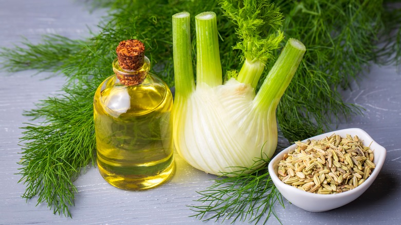 an arrangement of fennel leaf, fennel root, fennel oil, and fennel seeds