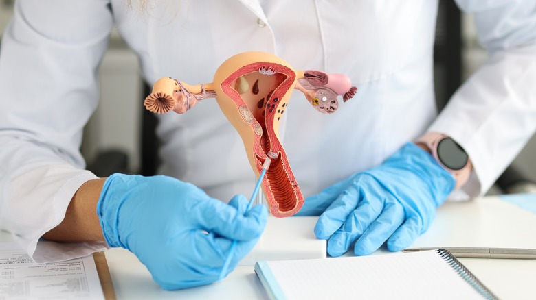 doctor holds model of female reproductive system