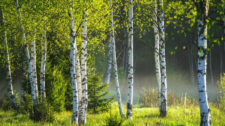 Sun shining on birch grove