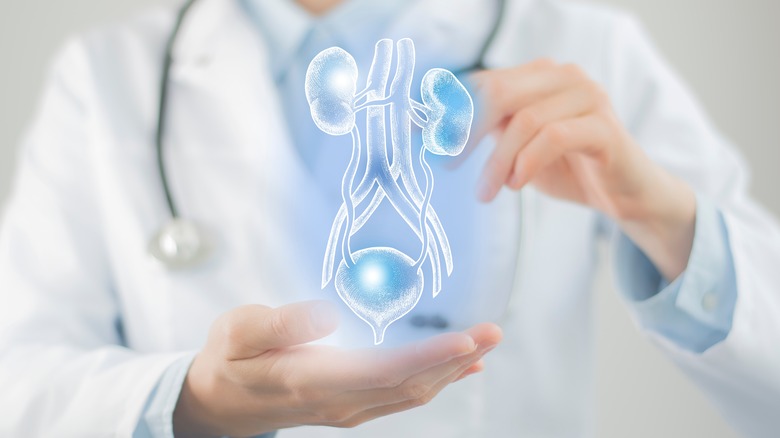 doctor holding hologram of urinary system