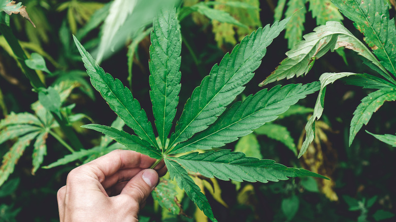 Hand holding cannabis leaf