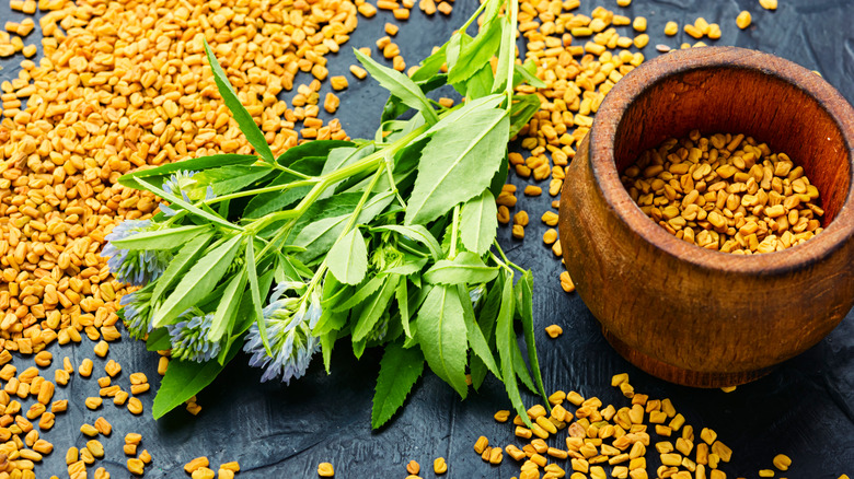 Fenugreek seeds in pot