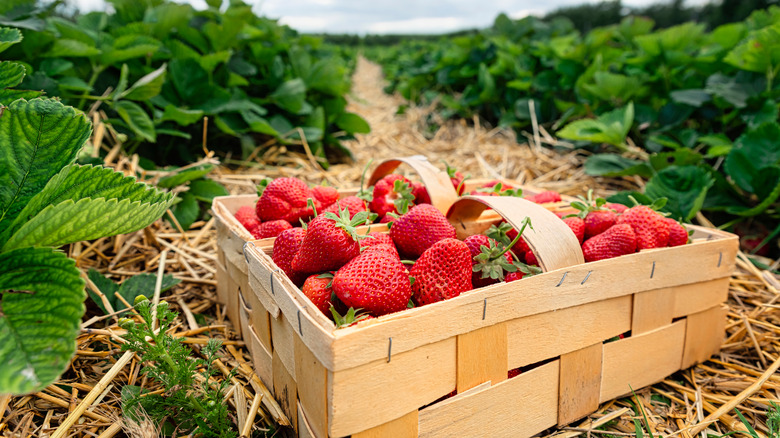 carton of strawberries on a farm