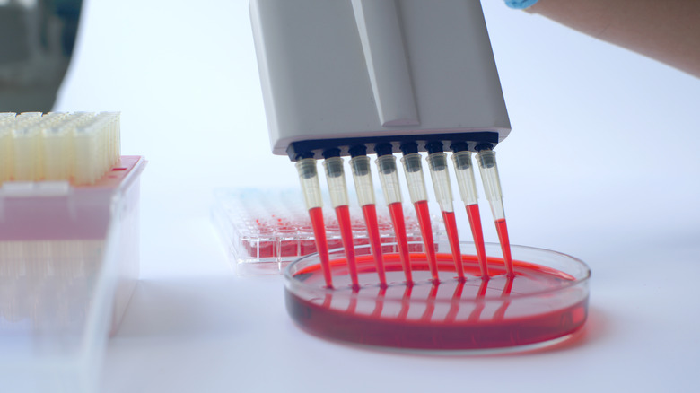 Multi channel pipette running drawing blood from a petri dish