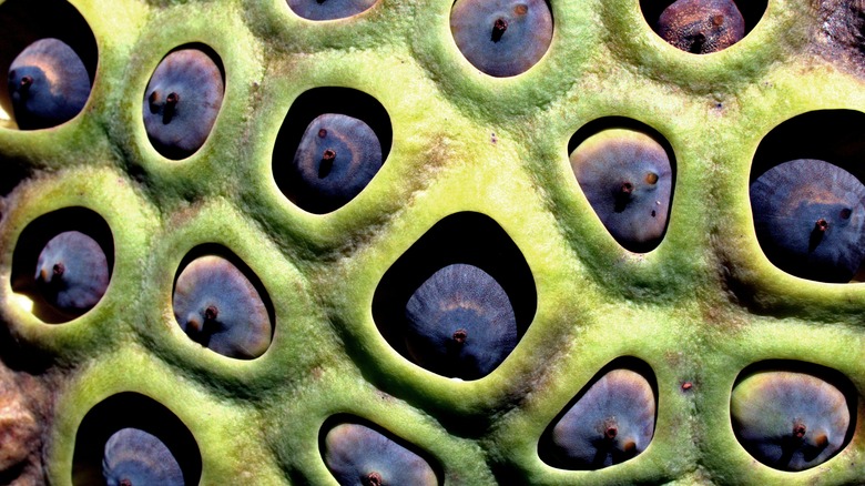 lotus seed pod