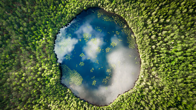 water surrounded by trees