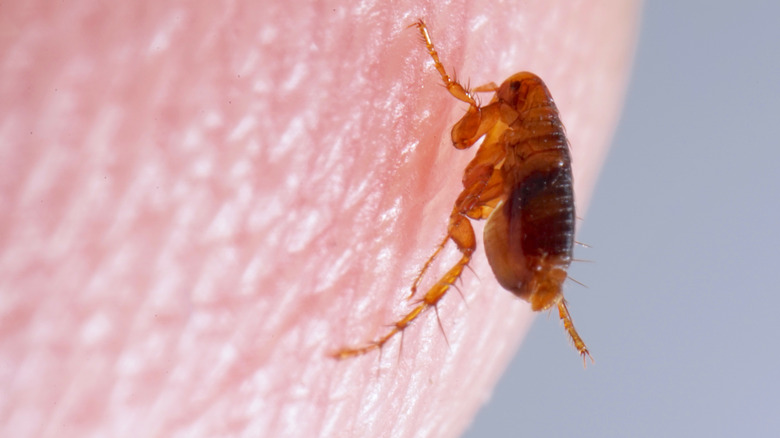 Flea crawling on human skin