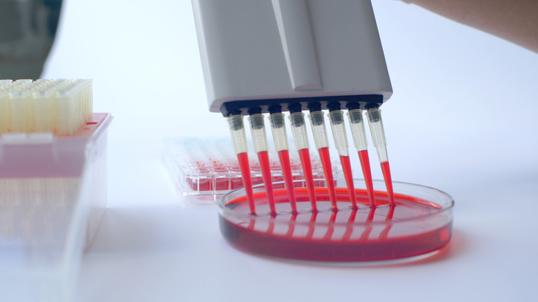 scientist using blood pipette