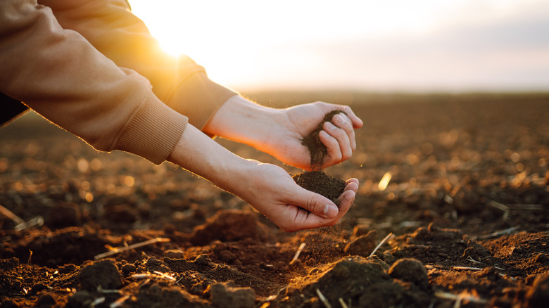 person holding dirt in hands