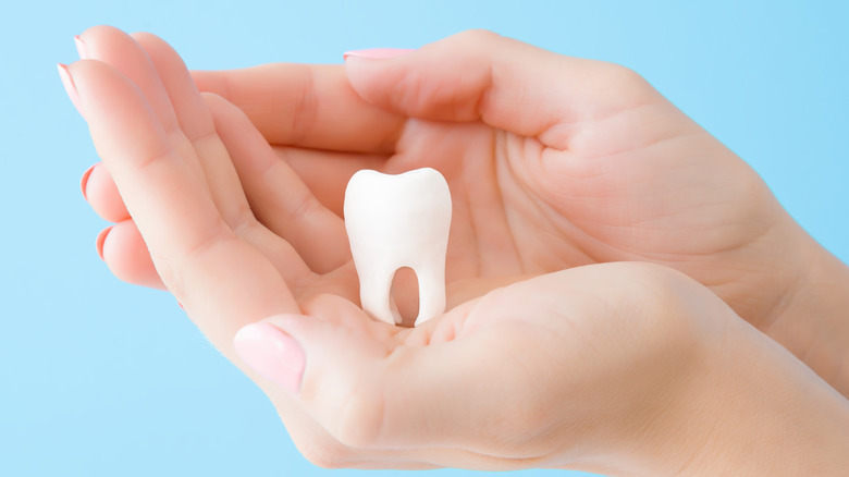 Woman hands holding white tooth isolated on pastel blue background.
