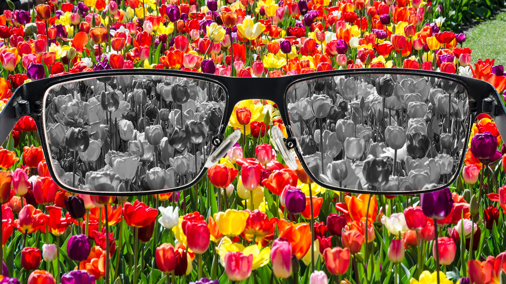 Colorful tulips through black-and-white lenses