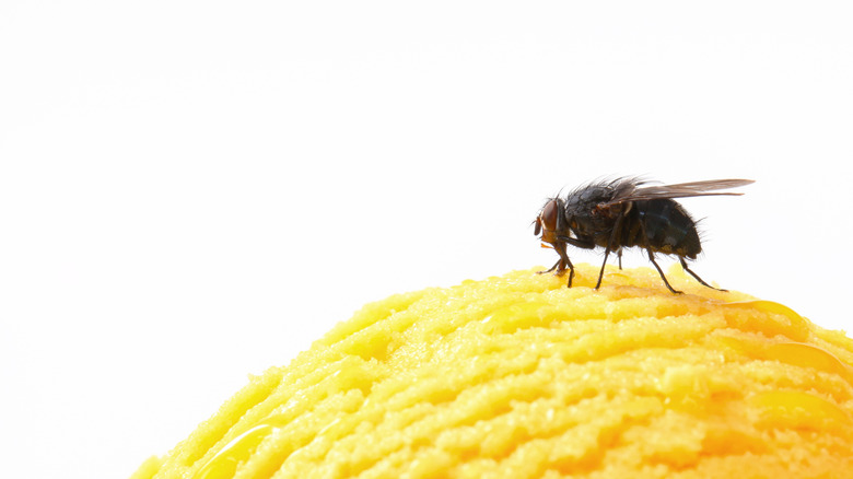 House fly on ice cream