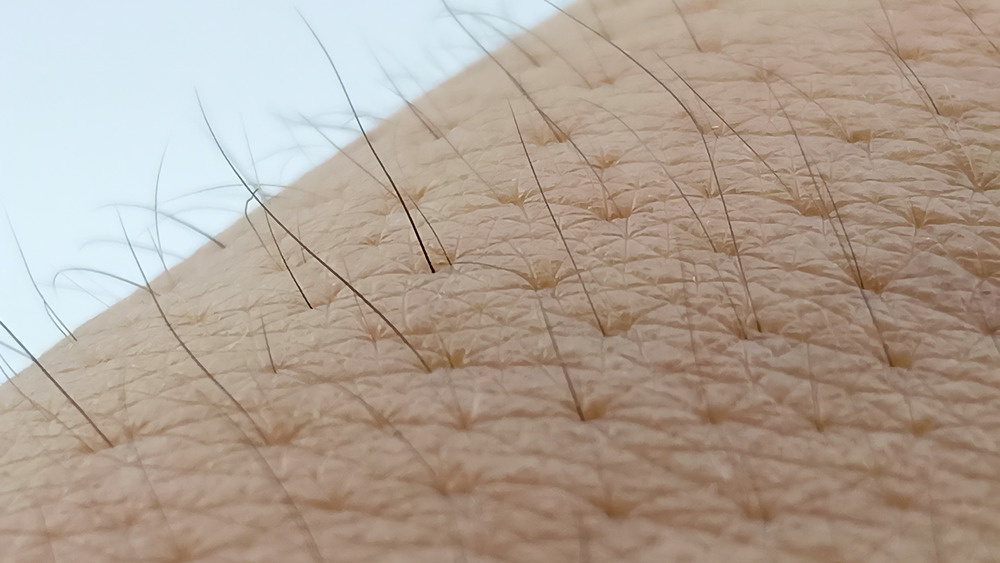 Hair follicles 