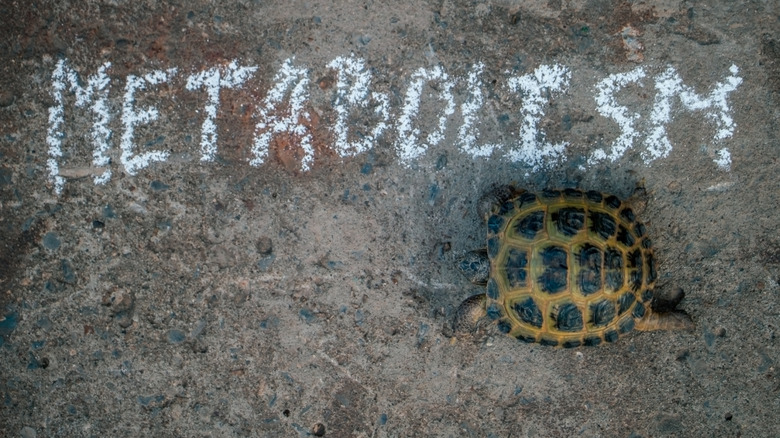 turtle walking across the word 'metabolism' 
