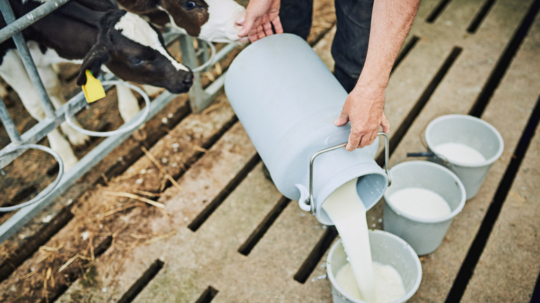 hand pouring fresh milk into jugs with calves in picture
