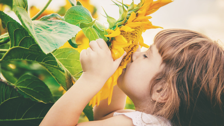 a little girl pulls a sunflower to her face, closes her eyes and sniffs