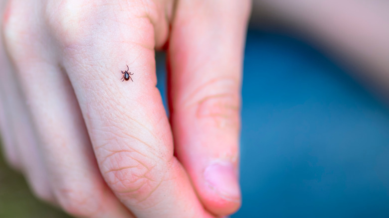 Tick crawling on human hand