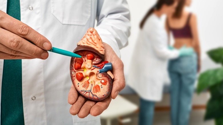 A doctor points to a model of a kidney