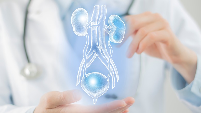 Virtual kidneys on display